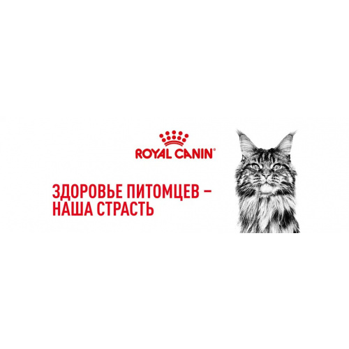 Корм Royal Canin Maine Coon Adult для породы мейн кун старше 15 мес., 10 кг