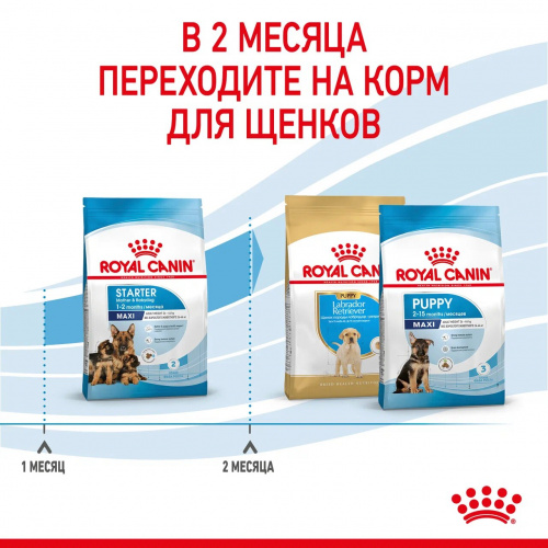 Корм Royal Canin Maxi Starter для щенков крупных пород до 2 мес., беременных и кормящих сук, 15 кг