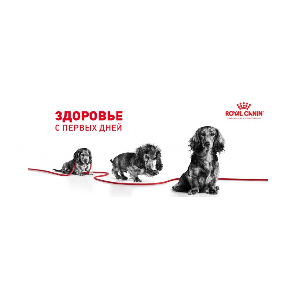 Корм Royal Canin Maxi Starter для щенков крупных пород до 2 мес., беременных и кормящих сук, 15 кг