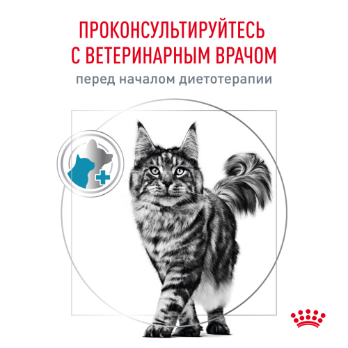 Royal Canin SKIN & COAT корм ​​сухой для кошек для сохранения защитных свойств кожи, 400 г.