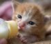 Можно ли новорожденным котятам давать коровье молоко