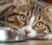 Почему для стерилизованных кошек нужен специальный корм?