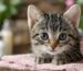 Можно ли мыть маленьких котят?